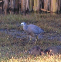 Egretta novaehollandiae (White-faced Heron) at Fyshwick, ACT - 18 Feb 2017 by MatthewFrawley