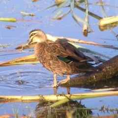 Anas superciliosa (Pacific Black Duck) at Fyshwick, ACT - 18 Feb 2017 by MatthewFrawley