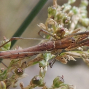 Tetragnatha sp. (genus) at Bullen Range - 21 Jan 2016