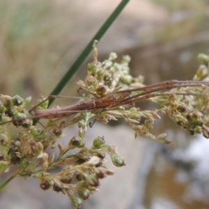 Tetragnatha sp. (genus) at Bullen Range - 21 Jan 2016