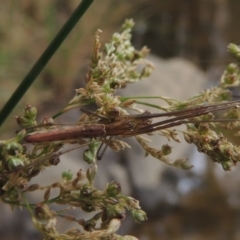 Tetragnatha sp. (genus) at Bullen Range - 21 Jan 2016