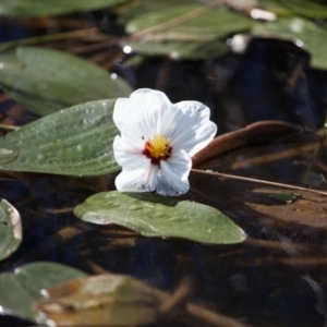 Ottelia ovalifolia subsp. ovalifolia at Murrumbateman, NSW - 19 Feb 2017