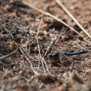 Orthetrum caledonicum at Murrumbateman, NSW - 19 Feb 2017