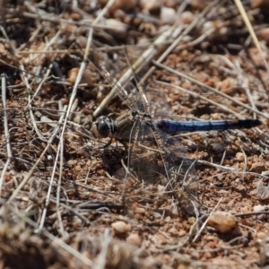 Orthetrum caledonicum at Murrumbateman, NSW - 19 Feb 2017