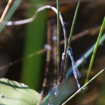 Ischnura heterosticta (Common Bluetail Damselfly) at Murrumbateman, NSW - 19 Feb 2017 by SallyandPeter