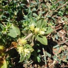 Alternanthera pungens (Khaki Weed) at Parkes, ACT - 19 Feb 2017 by JanetRussell