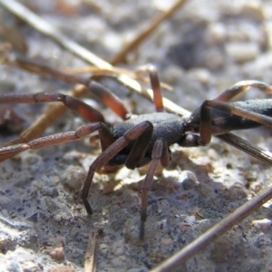 Lampona cylindrata at Kambah, ACT - 19 Feb 2017 05:04 PM