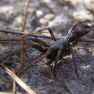 Lampona cylindrata at Kambah, ACT - 19 Feb 2017 05:04 PM