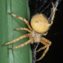 Hortophora sp. (genus) (Garden orb weaver) at Bonner, ACT - 18 Feb 2017 by CedricBear