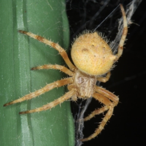 Hortophora sp. (genus) at Bonner, ACT - 18 Feb 2017 08:49 PM