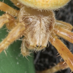 Hortophora sp. (genus) at Bonner, ACT - 18 Feb 2017