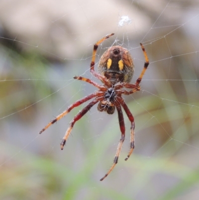 Hortophora sp. (genus) (Garden orb weaver) at Bullen Range - 21 Jan 2016 by michaelb