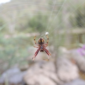 Hortophora sp. (genus) at Bullen Range - 21 Jan 2016