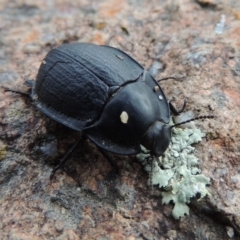 Celibe limbata (Pie-dish beetle) at Bullen Range - 21 Jan 2016 by MichaelBedingfield