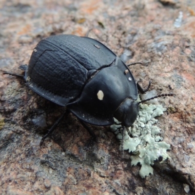 Celibe limbata (Pie-dish beetle) at Bullen Range - 21 Jan 2016 by MichaelBedingfield