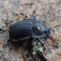 Celibe limbata at Bullen Range - 21 Jan 2016 07:51 PM