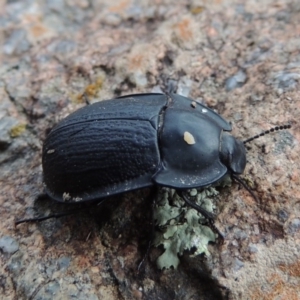 Celibe limbata at Bullen Range - 21 Jan 2016