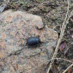 Celibe limbata at Bullen Range - 21 Jan 2016 07:51 PM