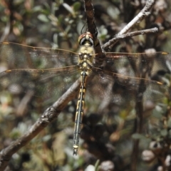 Hemicordulia tau (Tau Emerald) at Rendezvous Creek, ACT - 19 Feb 2017 by JohnBundock