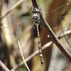 Austroaeschna parvistigma (Swamp Darner) at Rendezvous Creek, ACT - 19 Feb 2017 by JohnBundock