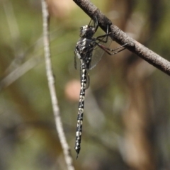 Austroaeschna parvistigma at Rendezvous Creek, ACT - 19 Feb 2017