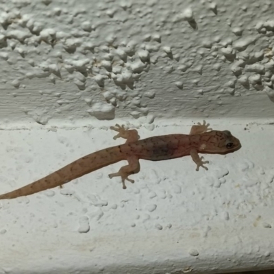 Christinus marmoratus (Southern Marbled Gecko) at Higgins, ACT - 19 Feb 2017 by LauraSchw