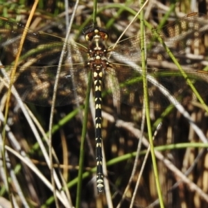 Synthemis eustalacta at Rendezvous Creek, ACT - 19 Feb 2017 03:08 PM