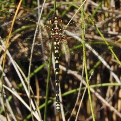 Synthemis eustalacta (Swamp Tigertail) at Rendezvous Creek, ACT - 19 Feb 2017 by JohnBundock