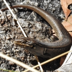 Liopholis whitii (White's Skink) at Rendezvous Creek, ACT - 19 Feb 2017 by JohnBundock