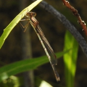 Austrolestes analis at Rendezvous Creek, ACT - 19 Feb 2017