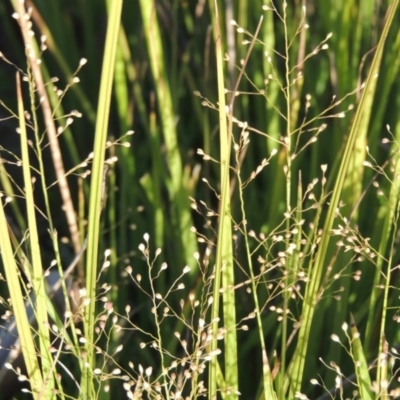 Isachne globosa (Swamp Millet) at Point Hut to Tharwa - 19 Feb 2017 by michaelb