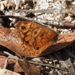 Geitoneura acantha (Ringed Xenica) at Rendezvous Creek, ACT - 19 Feb 2017 by JohnBundock