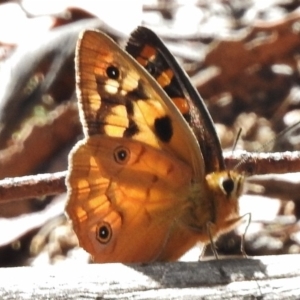 Heteronympha penelope at Rendezvous Creek, ACT - 19 Feb 2017 03:52 PM