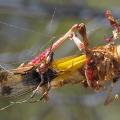 Trichonephila edulis (Golden orb weaver) at Mulligans Flat - 20 Feb 2017 by CedricBear