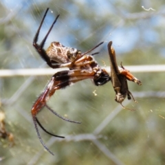 Trichonephila edulis (Golden orb weaver) at Mulligans Flat - 20 Feb 2017 by CedricBear