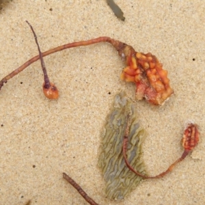 Pyura gibbosa at Nelson, NSW - 18 Feb 2017 05:03 PM