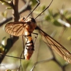 Leptotarsus (Leptotarsus) clavatus at Rendezvous Creek, ACT - 19 Feb 2017 09:23 AM