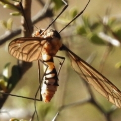 Leptotarsus (Leptotarsus) clavatus (A crane fly) at Rendezvous Creek, ACT - 18 Feb 2017 by JohnBundock