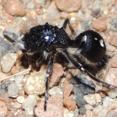Bothriomutilla rugicollis (Mutillid wasp or velvet ant) at Namadgi National Park - 9 Feb 2016 by michaelb