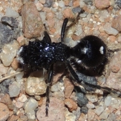 Bothriomutilla rugicollis at Namadgi National Park - 9 Feb 2016