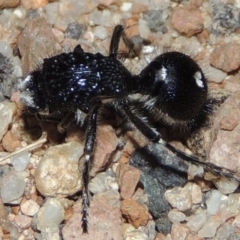 Bothriomutilla rugicollis at Namadgi National Park - 9 Feb 2016