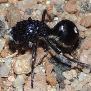 Bothriomutilla rugicollis at Namadgi National Park - 9 Feb 2016