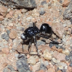 Bothriomutilla rugicollis at Namadgi National Park - 9 Feb 2016