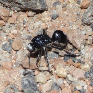 Bothriomutilla rugicollis at Namadgi National Park - 9 Feb 2016