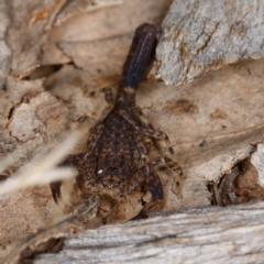 Lychas marmoreus at Gungahlin, ACT - 19 Feb 2017