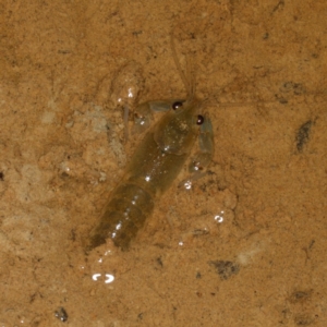 Cherax destructor at Gungahlin, ACT - 19 Feb 2017