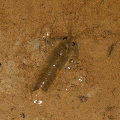 Cherax destructor (Common Yabby) at Mulligans Flat - 19 Feb 2017 by CedricBear