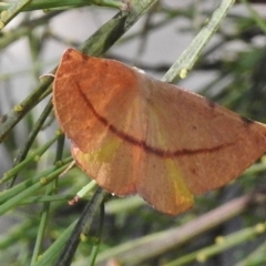 Onycodes traumataria (Small Twisted Moth) at Rendezvous Creek, ACT - 19 Feb 2017 by JohnBundock