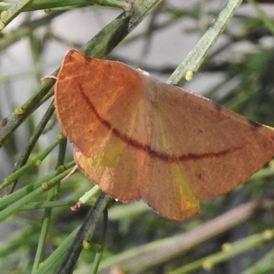 Onycodes traumataria (Small Twisted Moth) at Rendezvous Creek, ACT - 18 Feb 2017 by JohnBundock