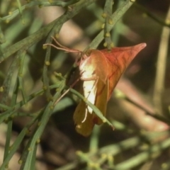 Onycodes traumataria at Rendezvous Creek, ACT - 19 Feb 2017